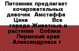 Питомник предлагает 2-хочаровательных девочек  Амстаффа › Цена ­ 25 000 - Все города Животные и растения » Собаки   . Пермский край,Александровск г.